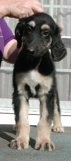 Blk&Silver GirlF8wks.jpg - 36.61 K